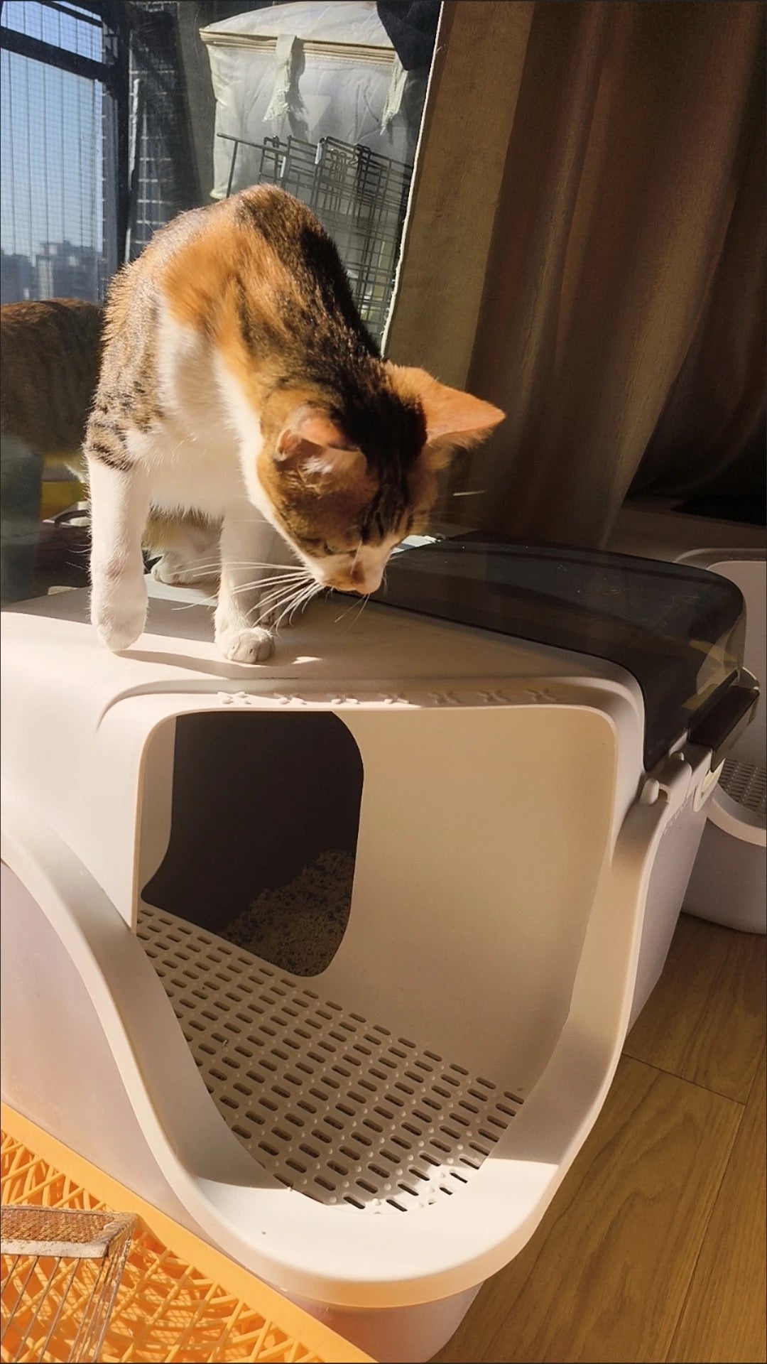 Corridor-style fully enclosed litter box