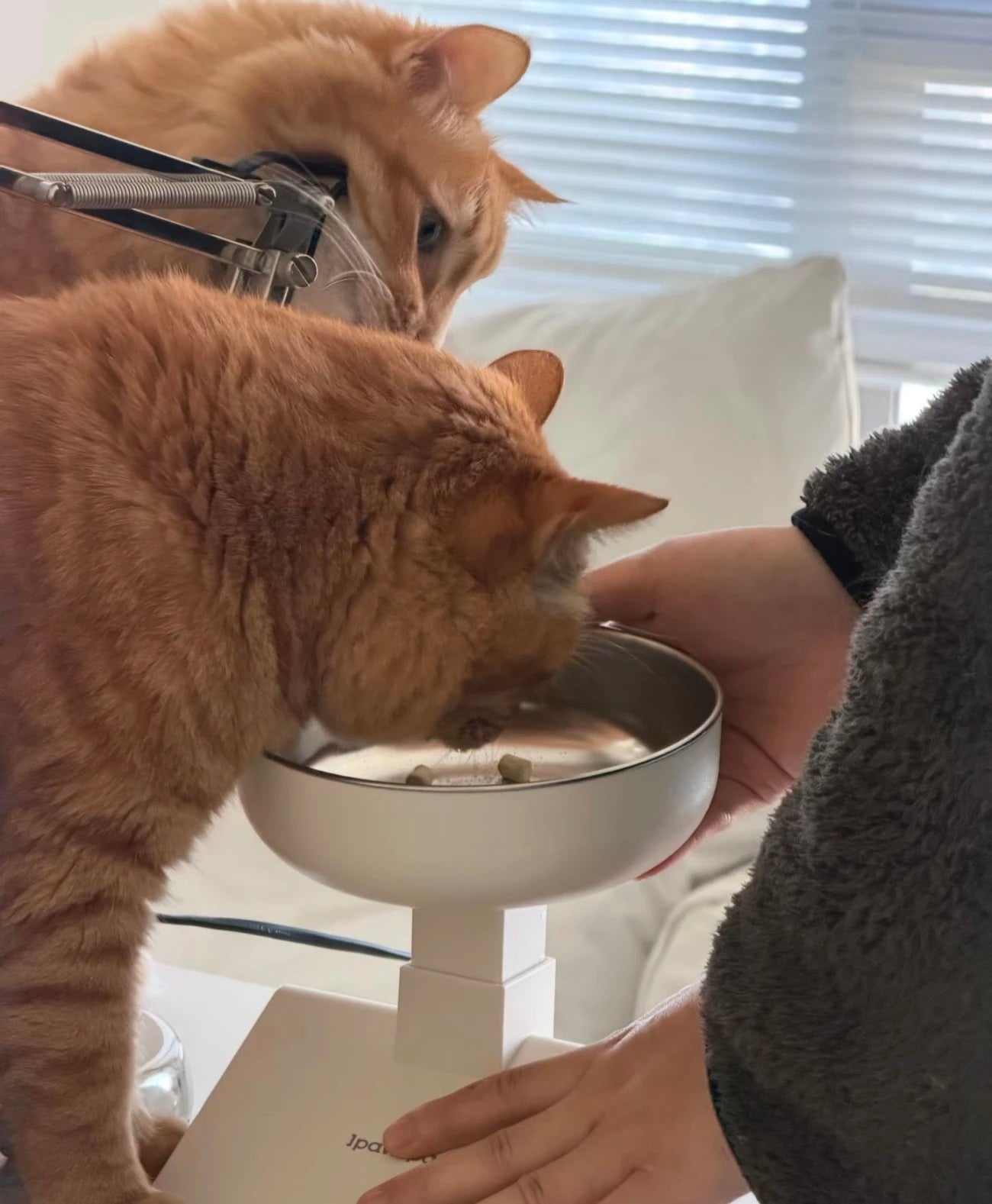 不銹鋼升降式寵物進食碗