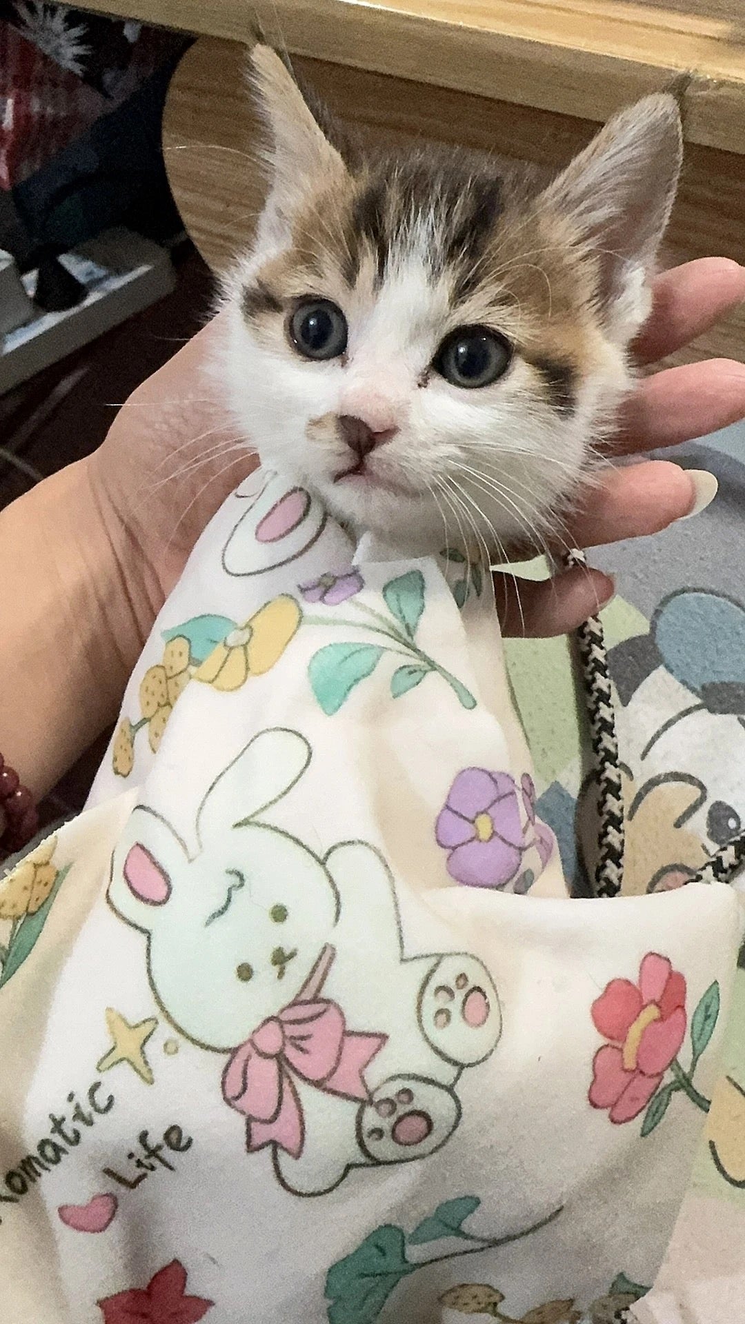 貓咪自粘百貼布（包藥裹貓布）