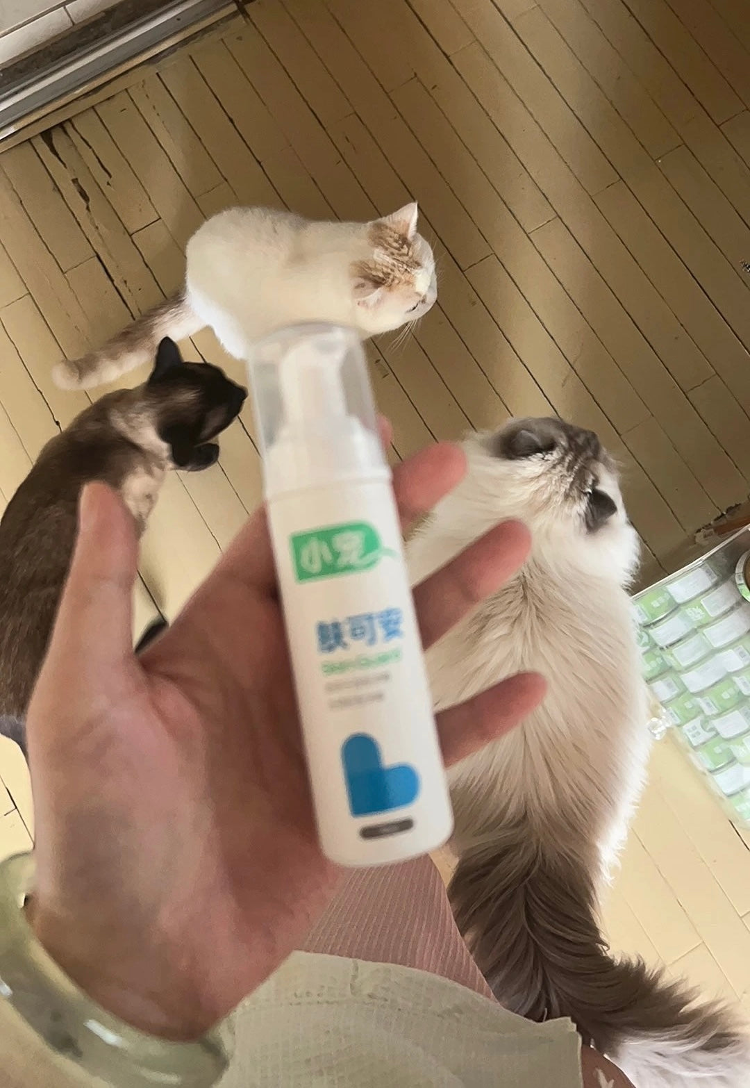 貓咪黑下巴救星免洗泡沫