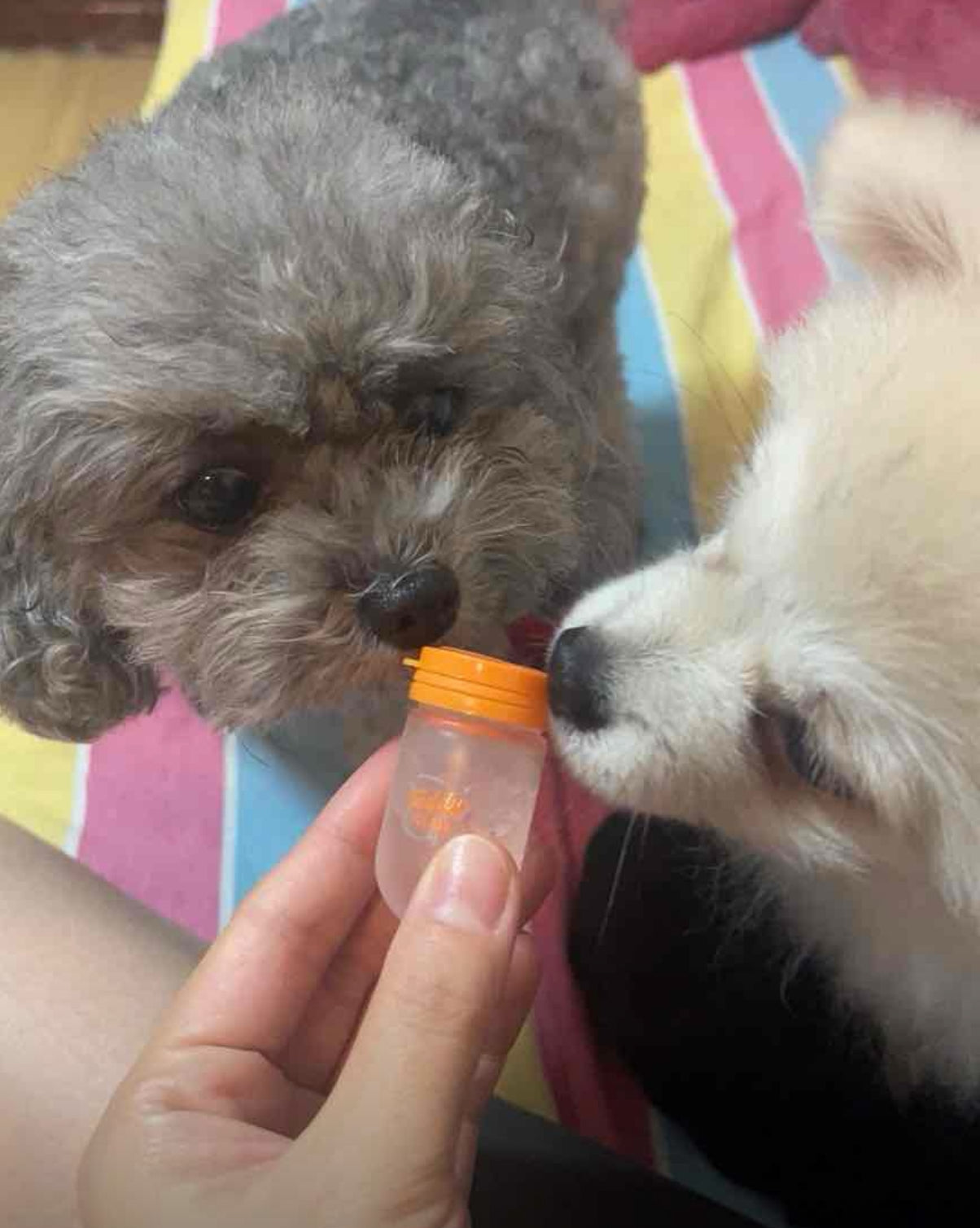 寵物免洗擦浴精華液